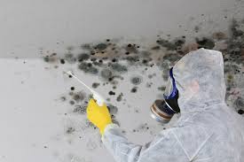 Reliable Maywood, IL Mold Remediation Solutions